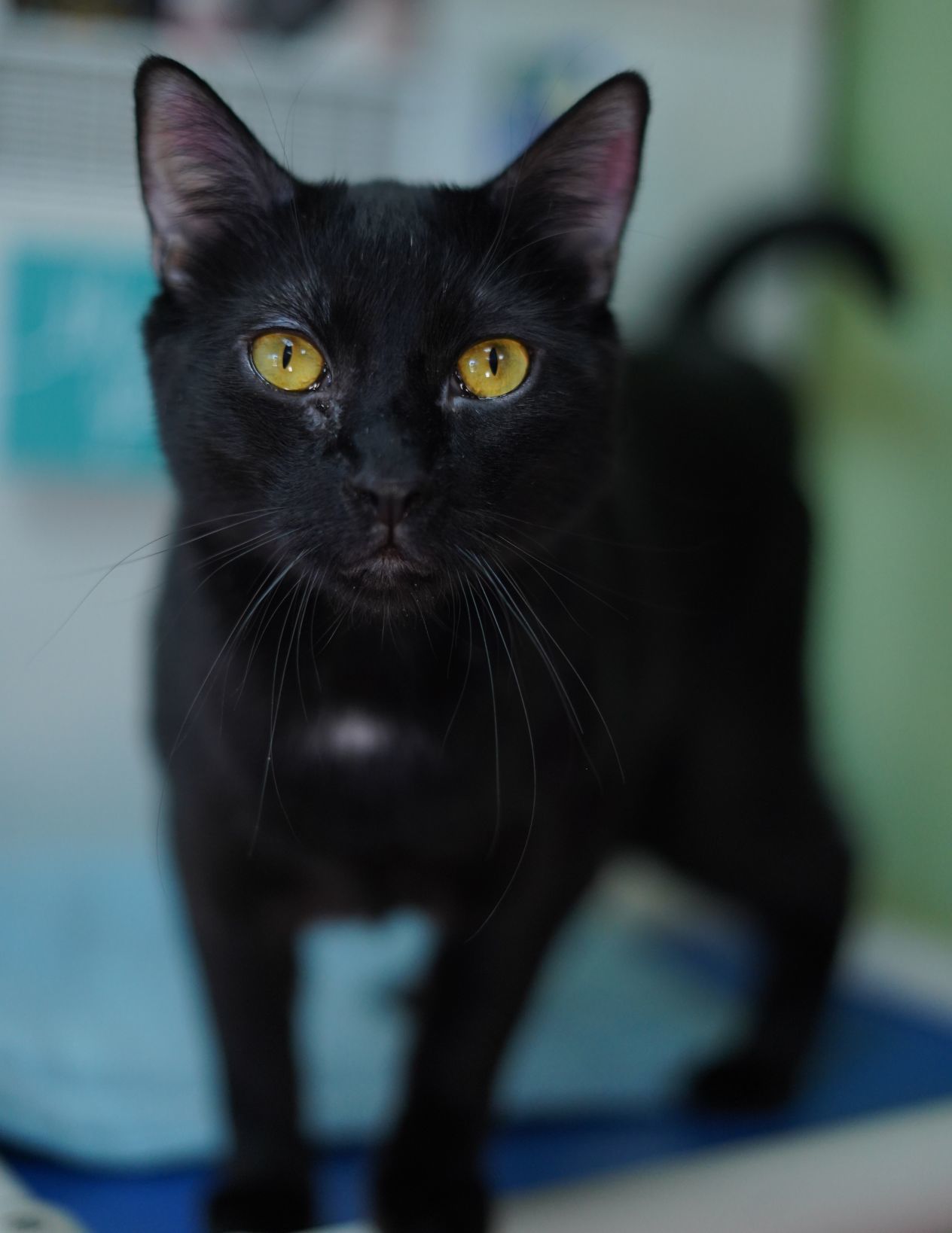 Adopt a friend: Miracle